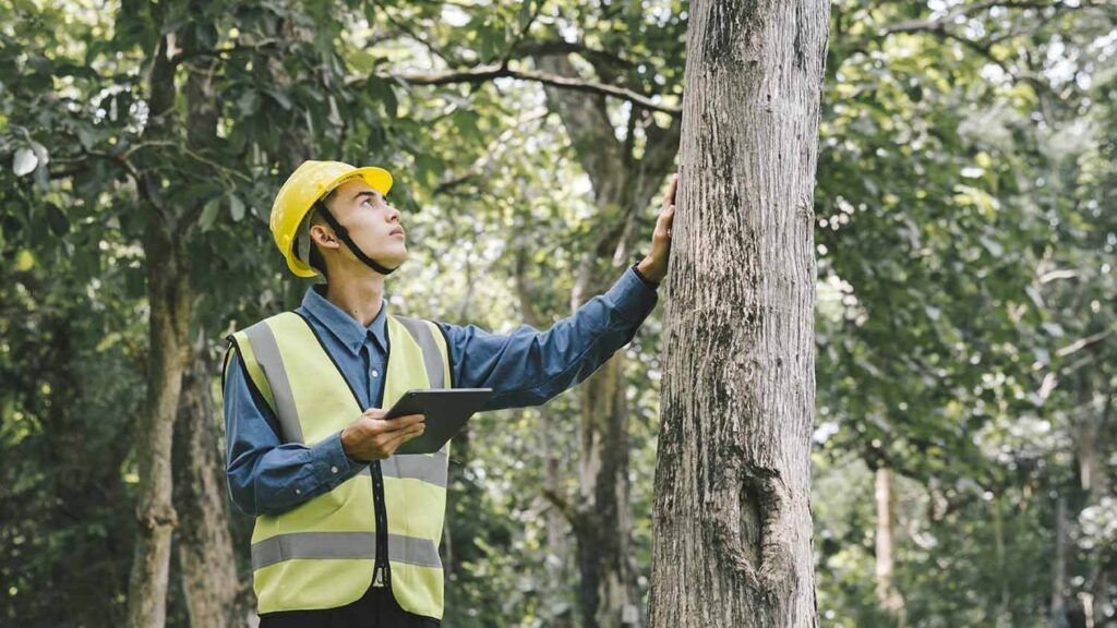 Arborist North Sydney