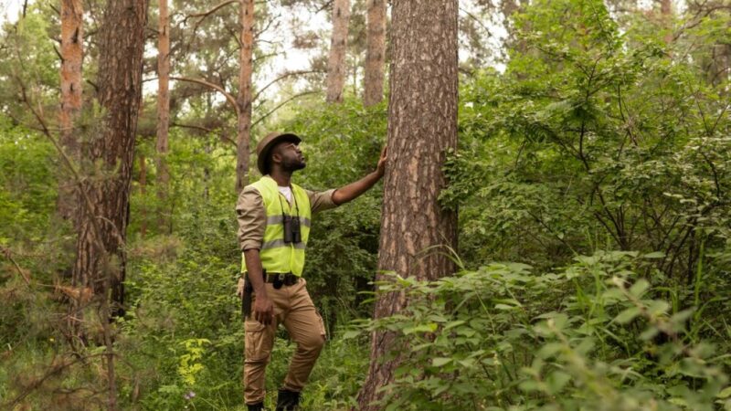 Arborist North Sydney: Expertise You Can Trust