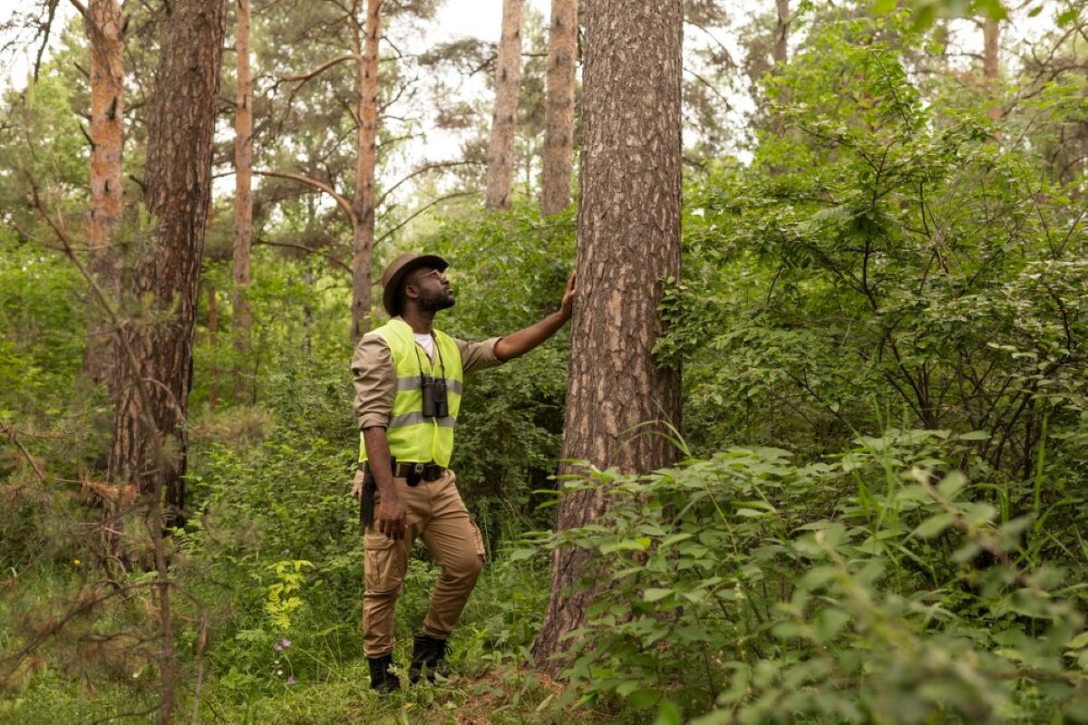 Arborist North Sydney: Expertise You Can Trust