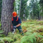 Tree Removal Sydney