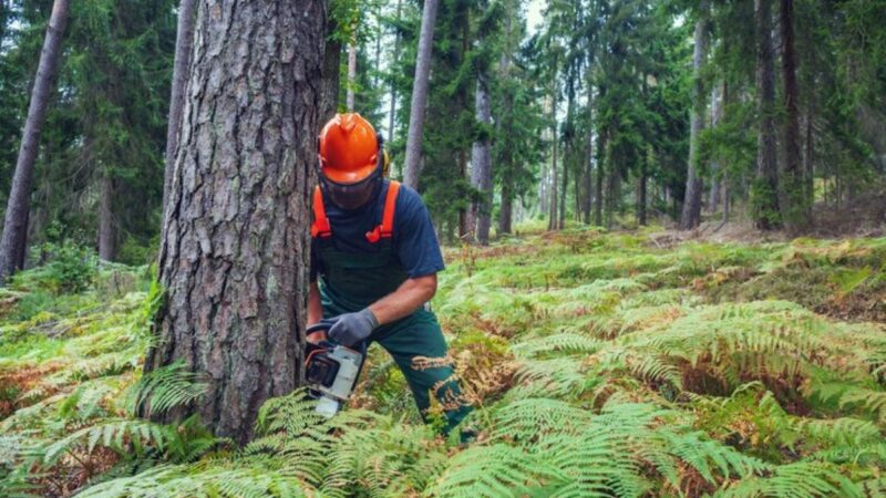 Affordable Tree Removal Sydney: What You Need to Know