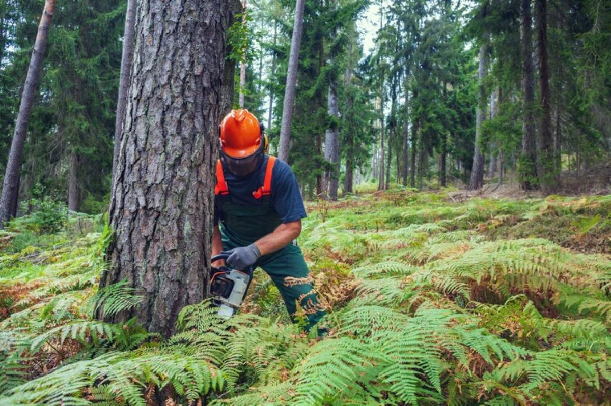 Affordable Tree Removal Sydney: What You Need to Know